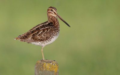 Camp Creature – The Common Snipe