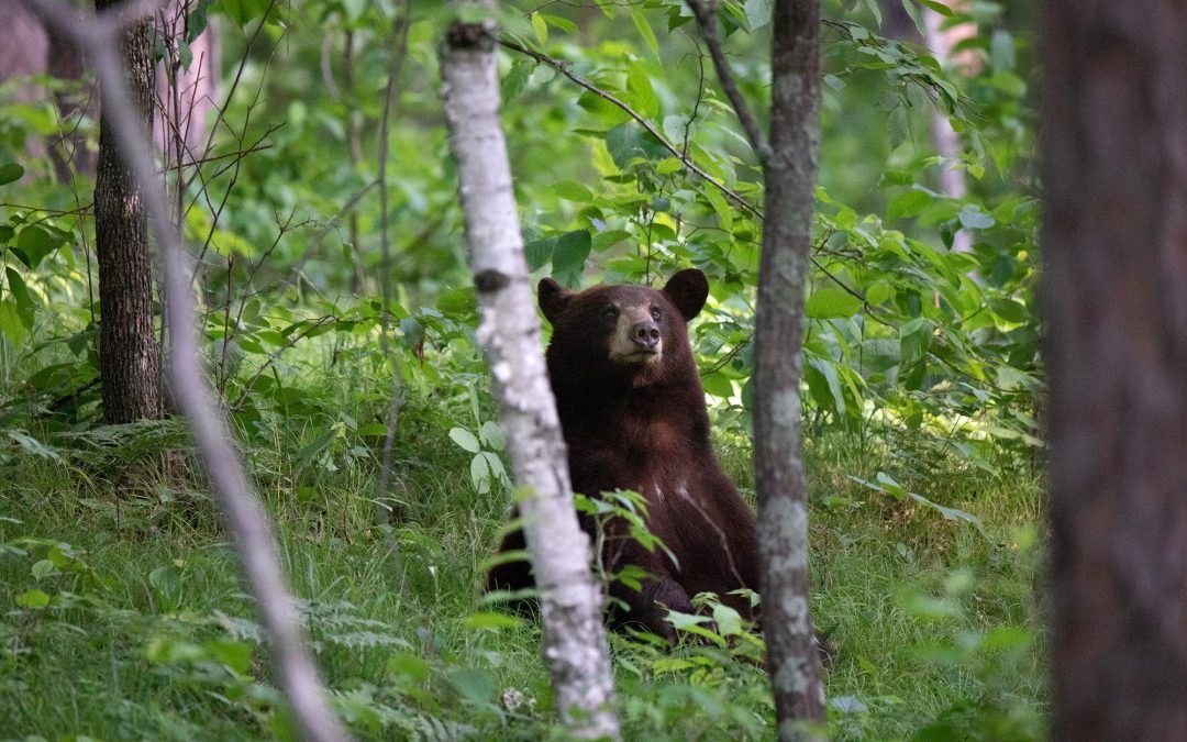 How critters keep cool as summer ends