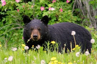 New Bear Hair