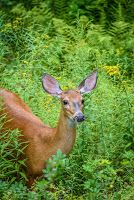 Deer Ears