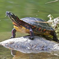 Turtle Naps