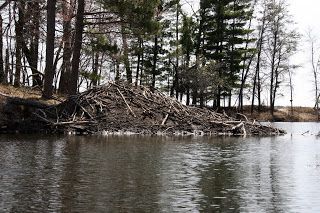 Camp Creature – the Beaver