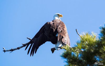 Bald Eagle