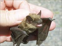 Little Brown Myotis