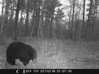 Black Bear