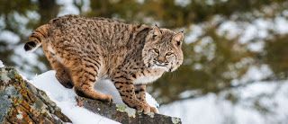 Bobcat