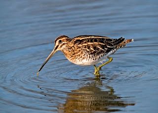 The Common Snipe