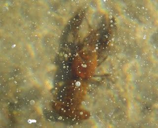 Crayfish Under Ice