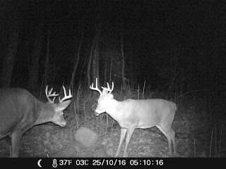 Whitetail Dear at Camp Foley