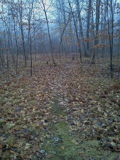 Leaves In The Woods