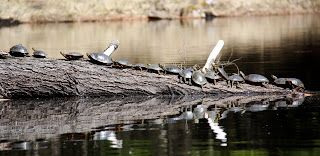 turtles log lake