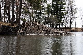 Lake Trees Camp Foley Minnesota