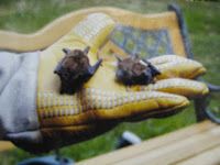 Northern Myotis