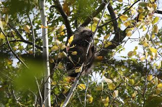 Porcupines