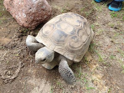 Gopher Tortoise