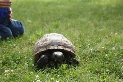 Gopher Tortoise