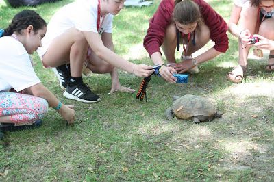 Taking picture on Gopher Tortoise