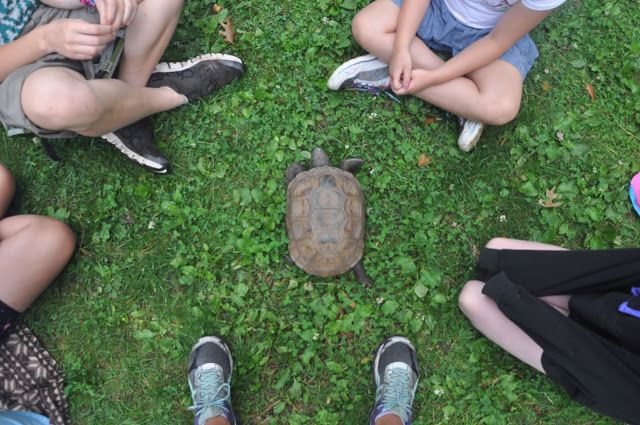 Tortoise on grass