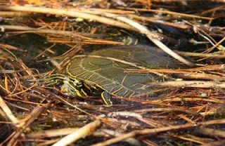 Turtle Swimming Water Camp Foley