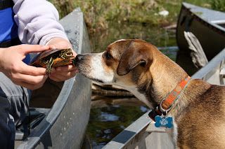 Dog Norm Meeting Turtle