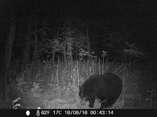 Black Bear 