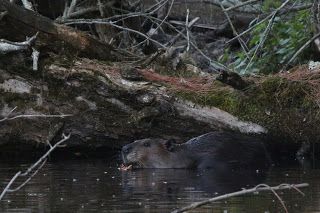 Beaver