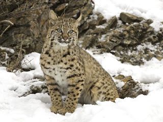 Bobcat Outdoors