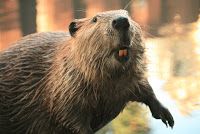 Beaver Teeth