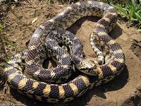 Adult bullsnake