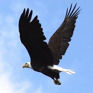 Camp Creature – The Bald Eagle