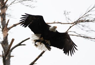 Flying Eagle