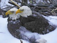 Bald Eagles