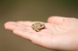 Leap Frogs for Leap Year!