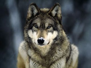 Gray Wolf