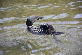 Common Loon on Hidden Lake