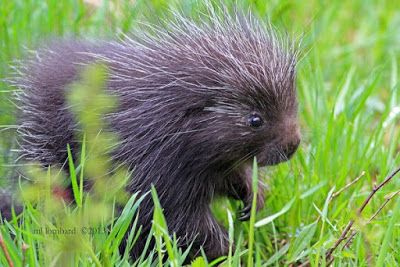 Porcupine