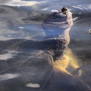 Camp Creature – The Minnesota Snapping Turtle