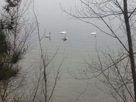 Camp Creature: Trumpeter Swan