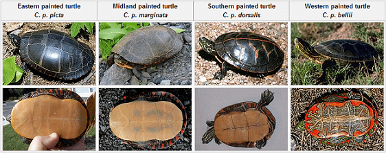 Types Of Turtles