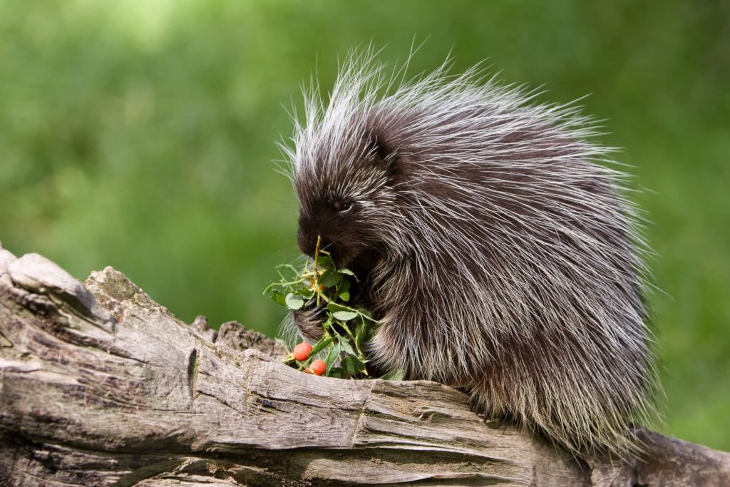 Porcupine at Camp Foley in Minnesota