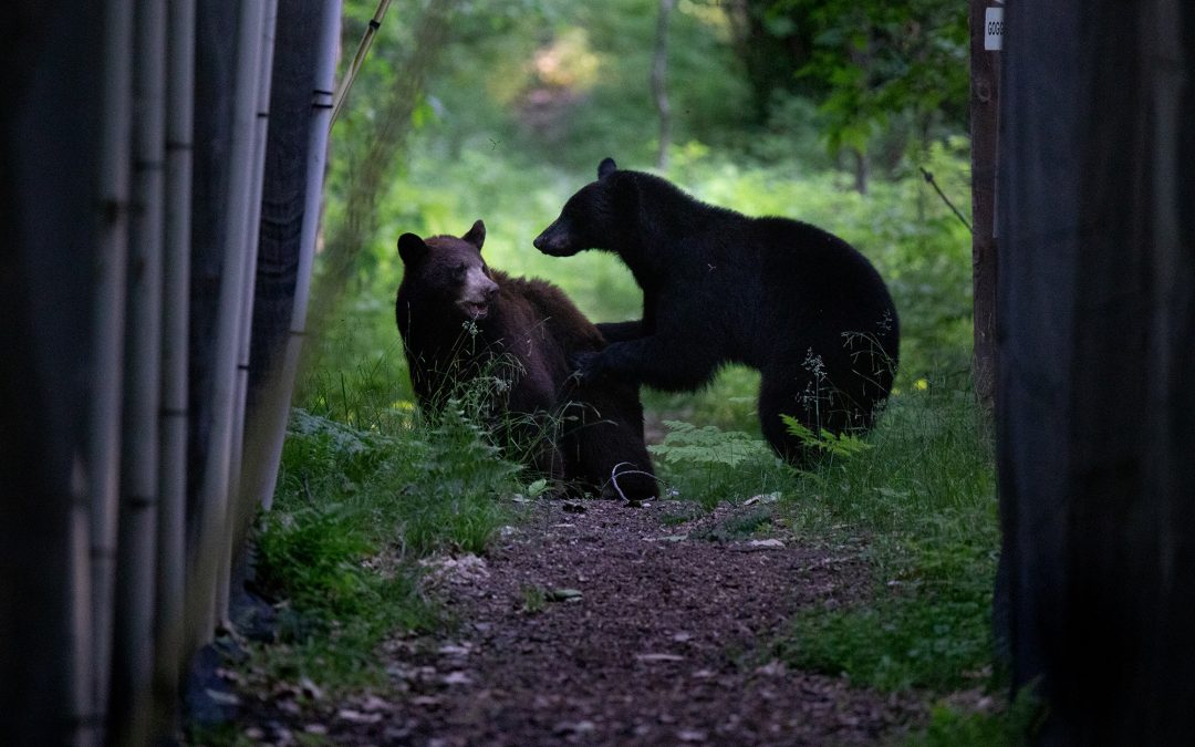 Animals that very few campers get to see at Camp Foley