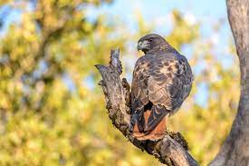 A red tailed hawk looks over it's shoulder, perched on a tree 