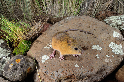 A mouse at Camp Foley 